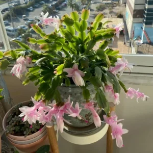 Thanksgiving Cactus Live Plant - Pink Flowers, Succulent for Hanging Basket, 4-6 Inches Tall - Image 3