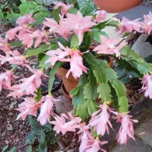 Thanksgiving Cactus Live Plant - Pink Flowers, Succulent for Hanging Basket, 4-6 Inches Tall - Image 4