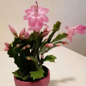 Thanksgiving Cactus Live Plant - Pink Flowers, Succulent for Hanging Basket, 4-6 Inches Tall - Image 5