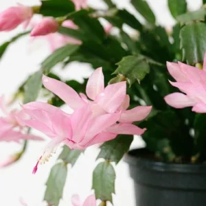 Thanksgiving Cactus Live Plant - Pink Flowers, Succulent for Hanging Basket, 4-6 Inches Tall - Image 6