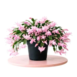 Thanksgiving Cactus Live Plant - Pink Flowers, Succulent for Hanging Basket, 4-6 Inches Tall - Image 1