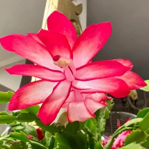 Thanksgiving Cactus Live Plant - Red Flowers, 4-6 Inches Tall, 4 Inch Pot - Image 2