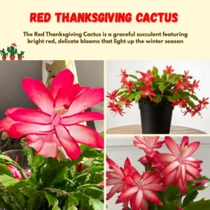 Thanksgiving Cactus Live Plant - Red Flowers, 4-6 Inches Tall, 4 Inch Pot - Image 3