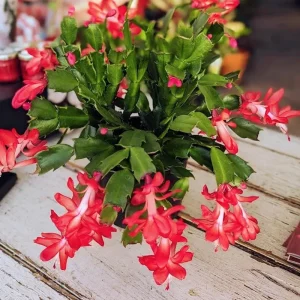 Thanksgiving Cactus Live Plant - Red Flowers, 4-6 Inches Tall, 4 Inch Pot - Image 4