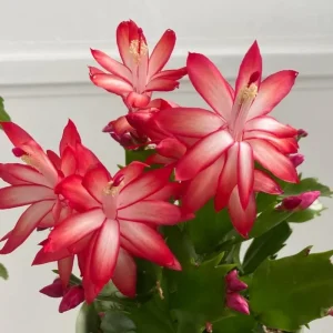 Thanksgiving Cactus Live Plant - Red Flowers, 4-6 Inches Tall, 4 Inch Pot - Image 5