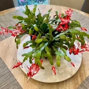Thanksgiving Cactus Live Plant - Red Flowers, 4-6 Inches Tall, 4 Inch Pot - Image 6