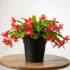 Thanksgiving Cactus Live Plant - Red Flowers, 4-6 Inches Tall, 4 Inch Pot - Image 1