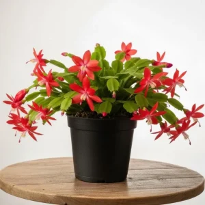 Thanksgiving Cactus Live Plant - Red Flowers, 4-6 Inches Tall, 4 Inch Pot - Image 1