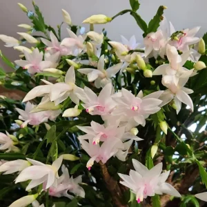 Thanksgiving Cactus Live Plant – White Flowers, 4 Inch Pot, 4-6 Inches Tall - Image 2