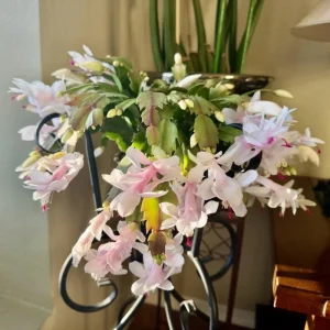Thanksgiving Cactus Live Plant – White Flowers, 4 Inch Pot, 4-6 Inches Tall - Image 3