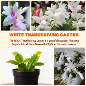 Thanksgiving Cactus Live Plant – White Flowers, 4 Inch Pot, 4-6 Inches Tall - Image 4