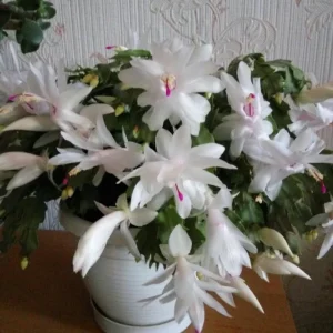Thanksgiving Cactus Live Plant – White Flowers, 4 Inch Pot, 4-6 Inches Tall - Image 5