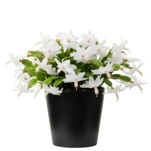 Thanksgiving Cactus Live Plant – White Flowers, 4 Inch Pot, 4-6 Inches Tall - Image 6