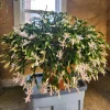 Thanksgiving Cactus Live Plant – White Flowers, 4 Inch Pot, 4-6 Inches Tall - Image 1