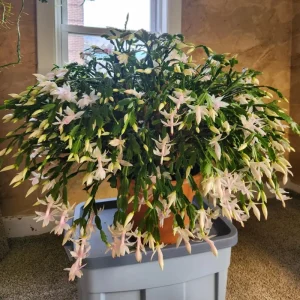 Thanksgiving Cactus Live Plant – White Flowers, 4 Inch Pot, 4-6 Inches Tall - Image 1