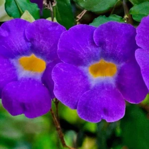 Thunbergia Erecta King's Mantle Purple Live Plant Cuttings – 7 Unrooted 6