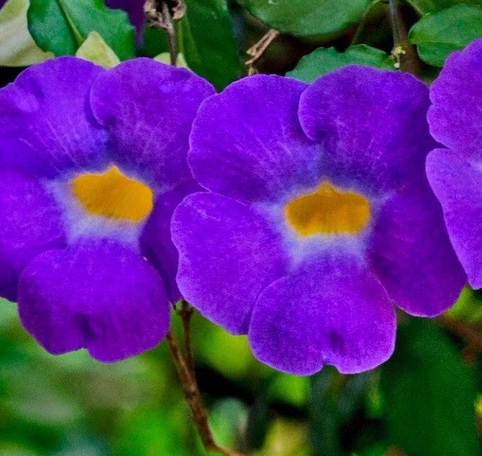 Thunbergia Erecta King's Mantle Purple Live Plant Cuttings – 7 Unrooted 6" Cuttings - Image 2