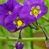 Thunbergia Erecta King's Mantle Purple Live Plant Cuttings – 7 Unrooted 6" Cuttings - Image 1
