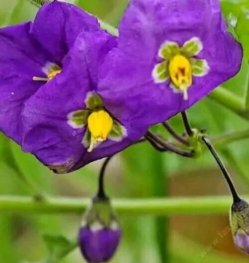 Thunbergia Erecta King's Mantle Purple Live Plant Cuttings – 7 Unrooted 6" Cuttings - Image 1