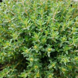 Thyme Live Herb Plant – 3.5 Inch Pot – 6-7 Inch Height – Drought Tolerant - Image 2