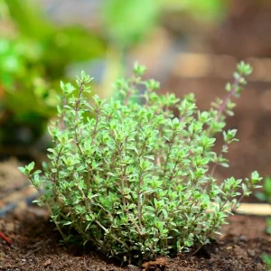 Thyme Live Herb Plant – 3.5 Inch Pot – 6-7 Inch Height – Drought Tolerant - Image 3