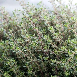 Thyme Live Herb Plant – 3.5 Inch Pot – 6-7 Inch Height – Drought Tolerant - Image 4