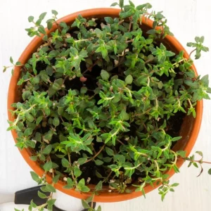 Thyme Live Herb Plant – 3.5 Inch Pot – 6-7 Inch Height – Drought Tolerant - Image 6