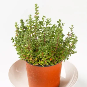 Thyme Live Herb Plant – 3.5 Inch Pot – 6-7 Inch Height – Drought Tolerant - Image 1