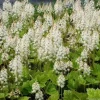Tiarella Running Tapestry Live Plant - Shade Groundcover - Starter Size - Image 1