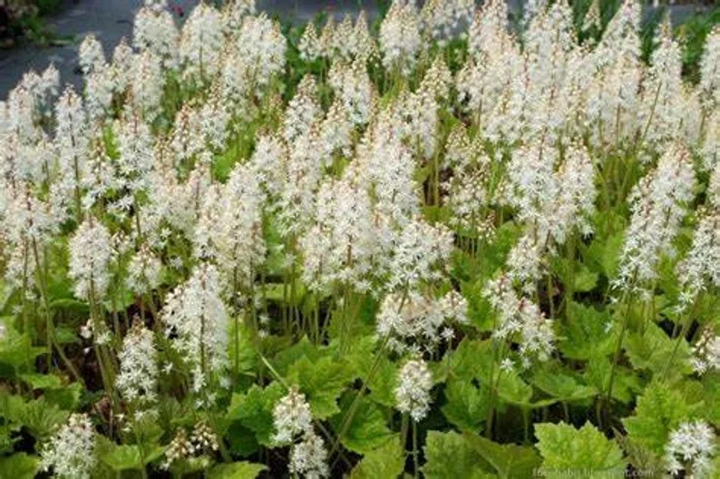 Tiarella Running Tapestry Live Plant - Shade Groundcover - Starter Size - Image 1