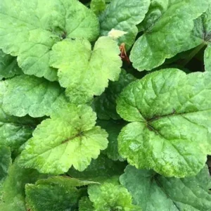 Tiarella Running Tapestry Live Plant - Shade Groundcover - Starter Size - Image 2