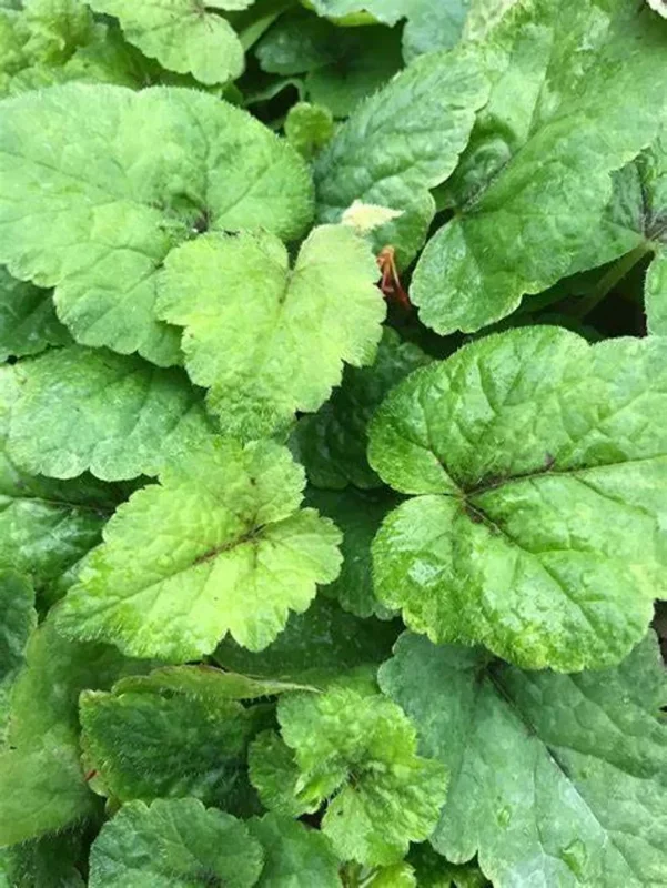 Tiarella Running Tapestry Live Plant - Shade Groundcover - Starter Size - Image 2