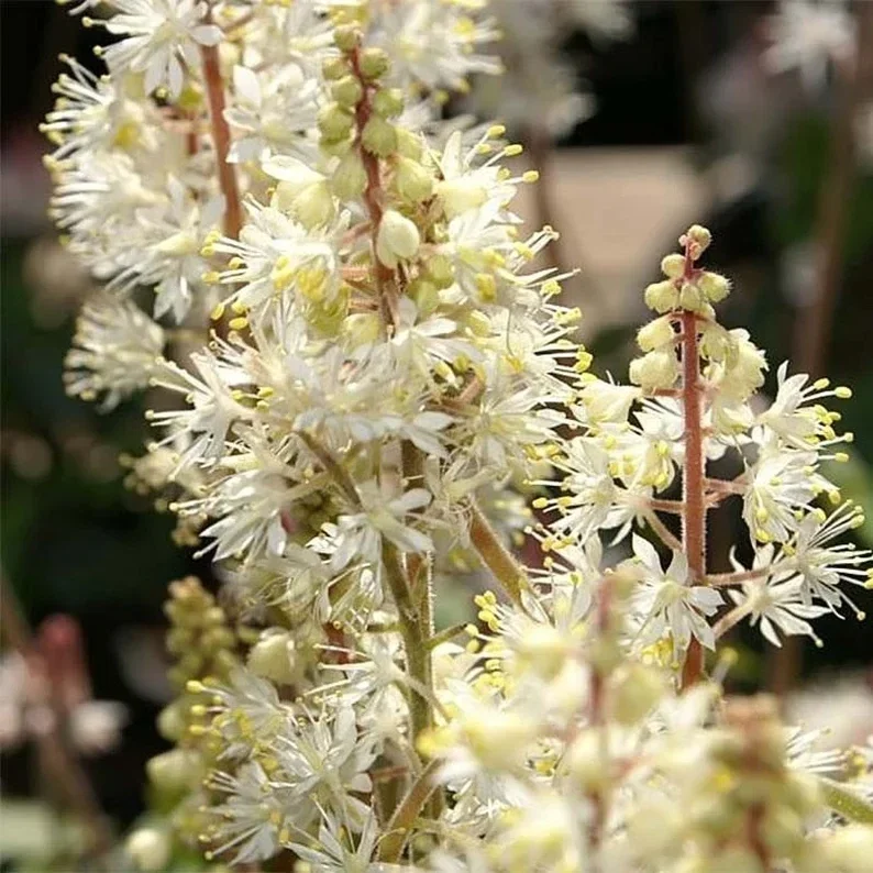 Tiarella Running Tapestry Live Plant - Shade Groundcover - Starter Size - Image 3