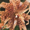 Tiger Lily Live Plant - Lilium Lancifolium Orange Black Spots Double Flower - Image 1