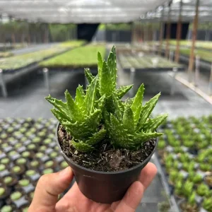 Tiger Tooth Aloe Live Plant - Aloe Juvenna in 4