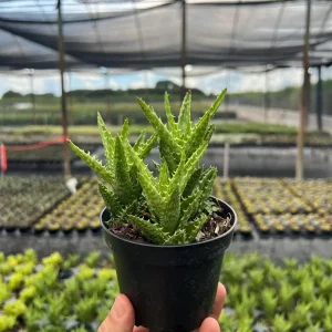 Tiger Tooth Aloe Live Plant - Aloe Juvenna in 4