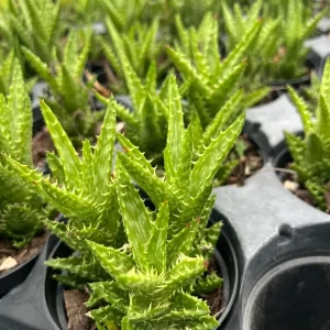 Tiger Tooth Aloe Live Plant - Aloe Juvenna in 4