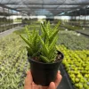 Tiger Tooth Aloe Live Plant - Aloe Juvenna in 4" Pot - Indoor/Outdoor Succulent - Image 1