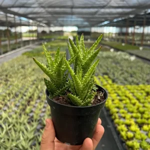 Tiger Tooth Aloe Live Plant - Aloe Juvenna in 4
