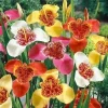 Tigridia Pavonia California Mix Flower Bulbs – 5 Pack – Mexican Shell Tiger Lilies - Image 1