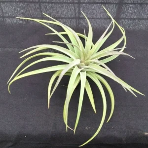 Tillandsia aeranthos Live Air Plant – Cold Hardy & Easy Care - Image 2