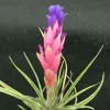 Tillandsia aeranthos Live Air Plant – Cold Hardy & Easy Care - Image 1