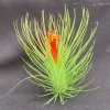 Tillandsia Andreana Shaving Brush Air Plant - Live Indoor Plant - Image 1