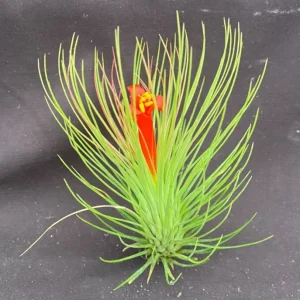 Tillandsia Andreana Shaving Brush Air Plant - Live Indoor Plant - Image 1