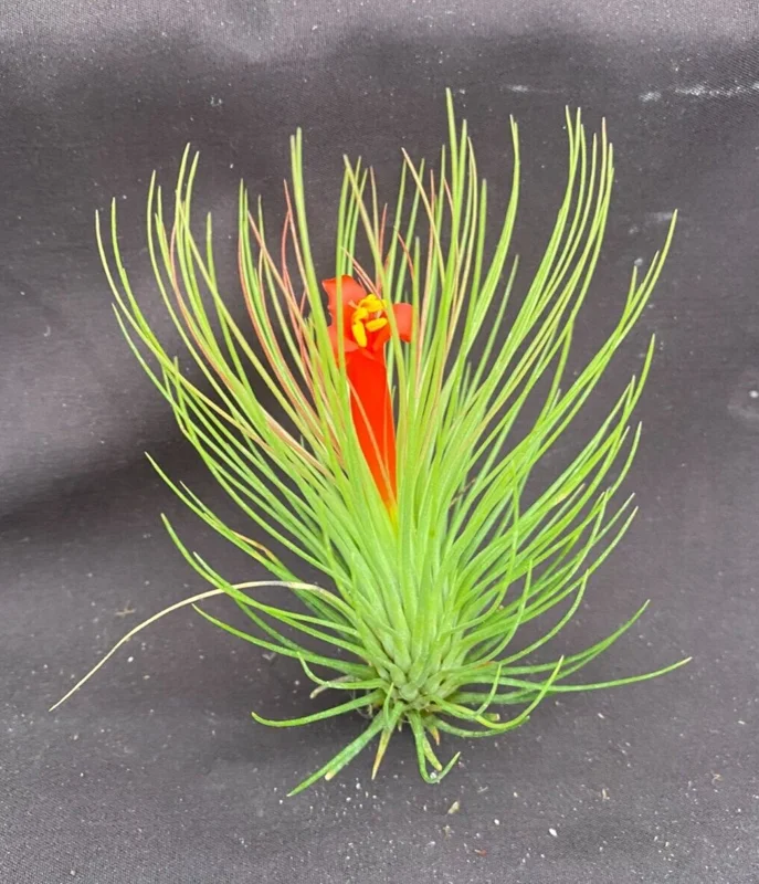 Tillandsia Andreana Shaving Brush Air Plant - Live Indoor Plant - Image 1