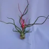 Tillandsia Bulbosa Air Plant – Live Indoor Plant – Unique Form - Image 1