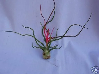 Tillandsia Bulbosa Air Plant – Live Indoor Plant – Unique Form - Image 1