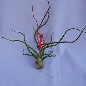 Tillandsia Bulbosa Air Plant – Live Plant – Exotic & Unusual – Indoor Decor - Image 1