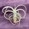 Tillandsia Curly Slim Live Air Plant - Unique Hybrid Bromeliad Indoor - Image 1