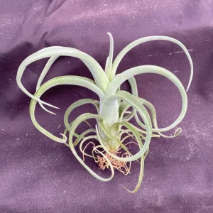 Tillandsia Curly Slim Live Air Plant - Unique Hybrid Bromeliad Indoor - Image 1